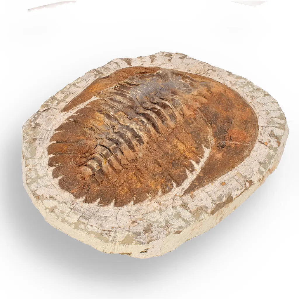Buy your Authentic Cambropallas Trilobite – A Prehistoric Treasure from Jbel Ougnate online now or in store at Forever Gems in Franschhoek, South Africa