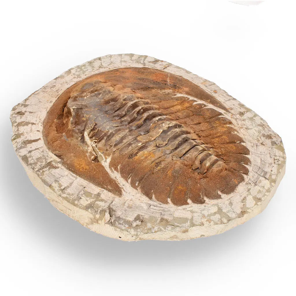 Buy your Authentic Cambropallas Trilobite – A Prehistoric Treasure from Jbel Ougnate online now or in store at Forever Gems in Franschhoek, South Africa