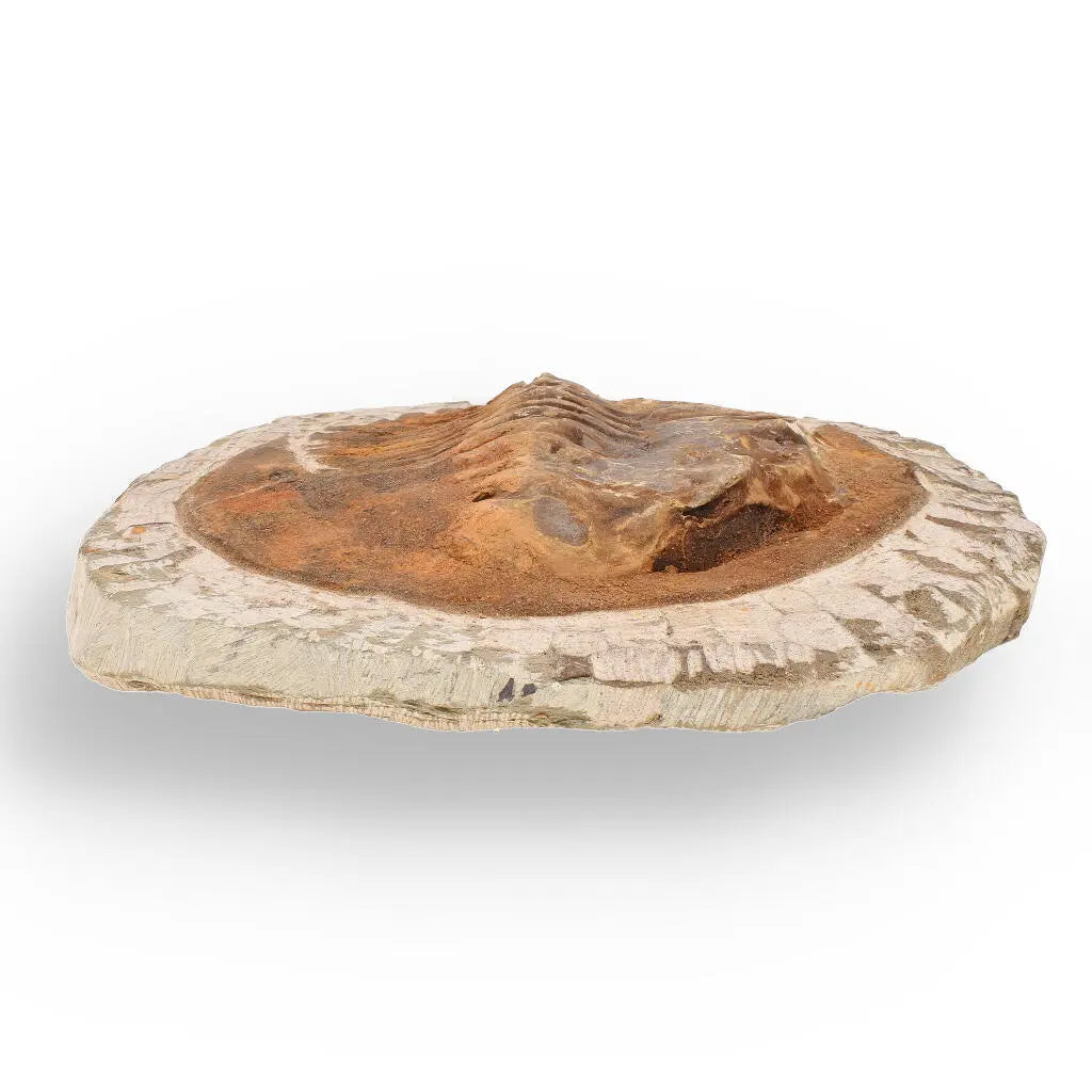 Buy your Authentic Cambropallas Trilobite – A Prehistoric Treasure from Jbel Ougnate online now or in store at Forever Gems in Franschhoek, South Africa