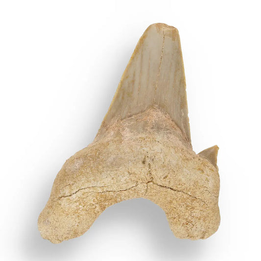 Get your Otodus Obliquus: Ancient Shark Relic from Morocco online now or in store at Forever Gems in Franschhoek, South Africa