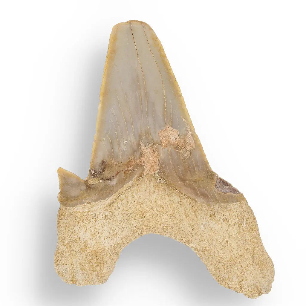 Get your Otodus Obliquus: Ancient Shark Relic from Morocco online now or in store at Forever Gems in Franschhoek, South Africa