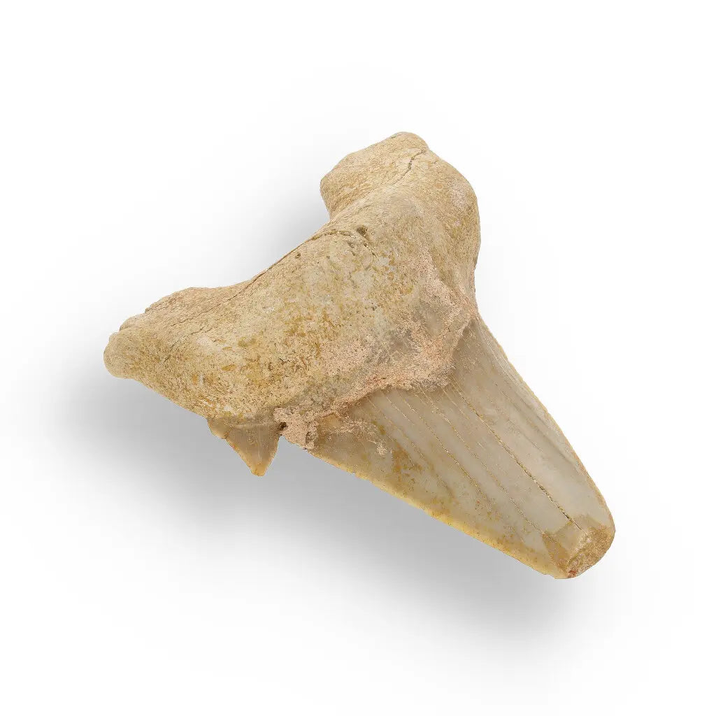 Get your Otodus Obliquus: Ancient Shark Relic from Morocco online now or in store at Forever Gems in Franschhoek, South Africa