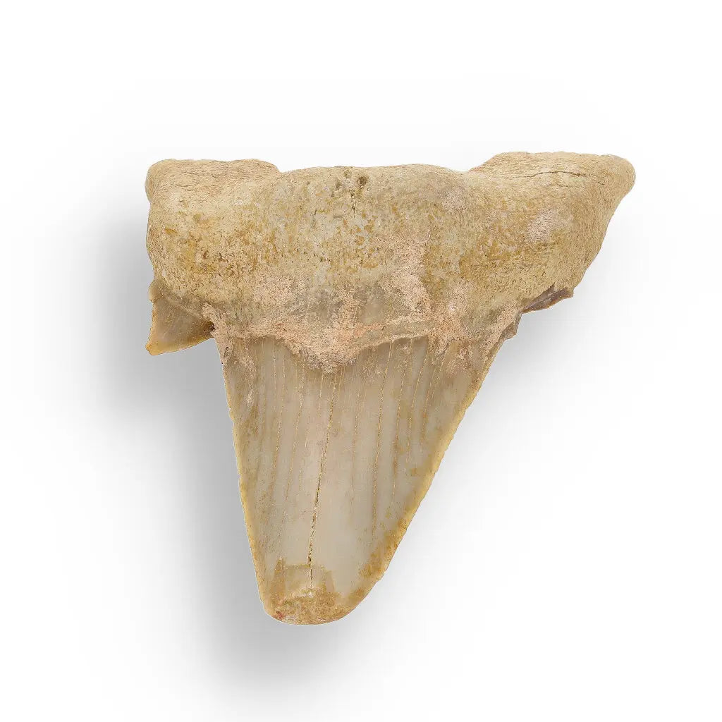 Get your Otodus Obliquus: Ancient Shark Relic from Morocco online now or in store at Forever Gems in Franschhoek, South Africa
