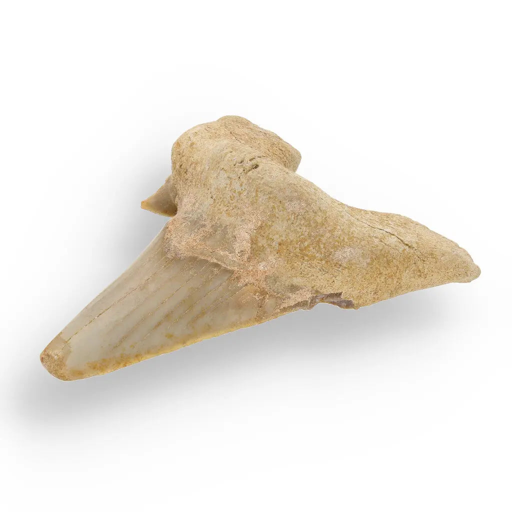 Get your Otodus Obliquus: Ancient Shark Relic from Morocco online now or in store at Forever Gems in Franschhoek, South Africa