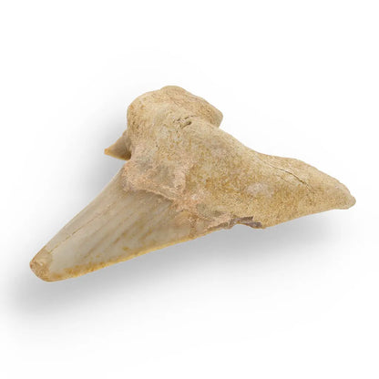 Get your Otodus Obliquus: Ancient Shark Relic from Morocco online now or in store at Forever Gems in Franschhoek, South Africa