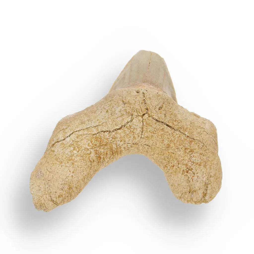 Get your Otodus Obliquus: Ancient Shark Relic from Morocco online now or in store at Forever Gems in Franschhoek, South Africa