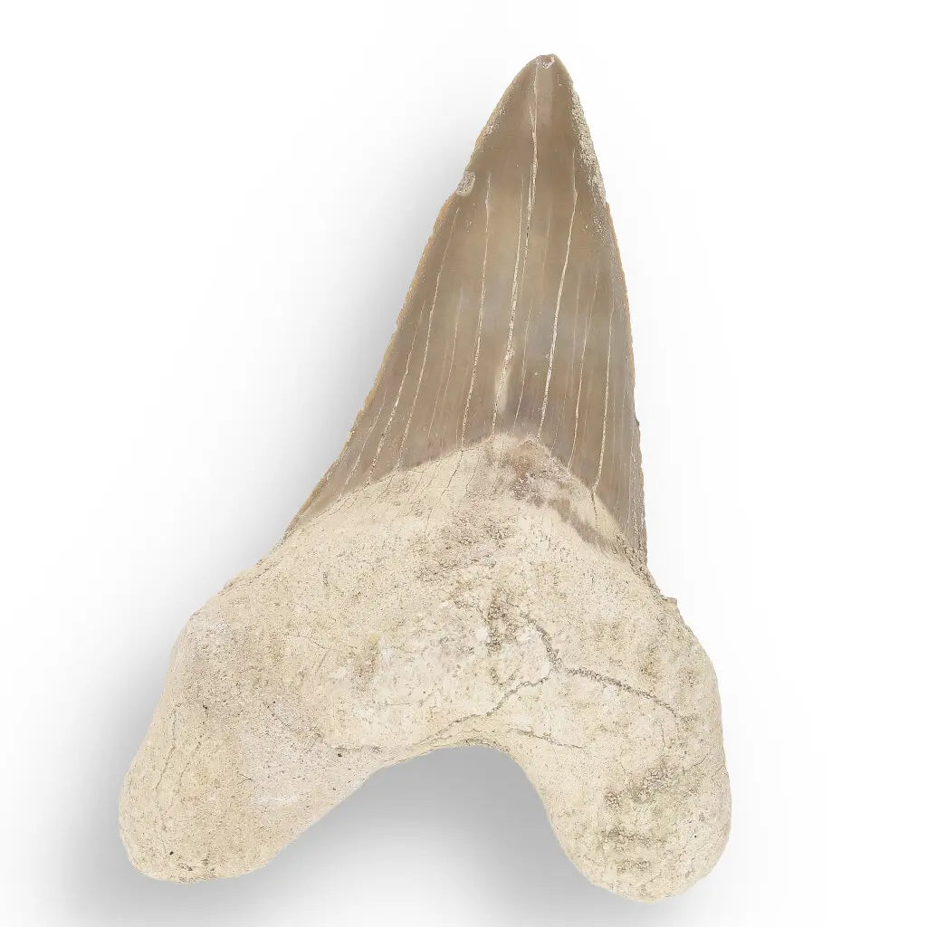 Get your Otodus Obliquus Shark - Ancient Ocean Apex Predator Tooth from Morocco online now or in store at Forever Gems in Franschhoek, South Africa