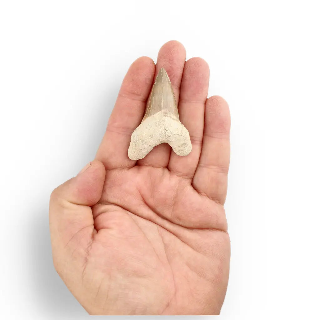 Get your Otodus Obliquus Shark - Ancient Ocean Apex Predator Tooth from Morocco online now or in store at Forever Gems in Franschhoek, South Africa