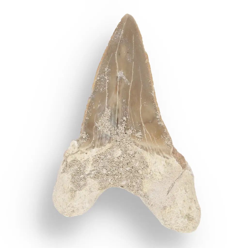 Get your Otodus Obliquus Shark - Ancient Ocean Apex Predator Tooth from Morocco online now or in store at Forever Gems in Franschhoek, South Africa