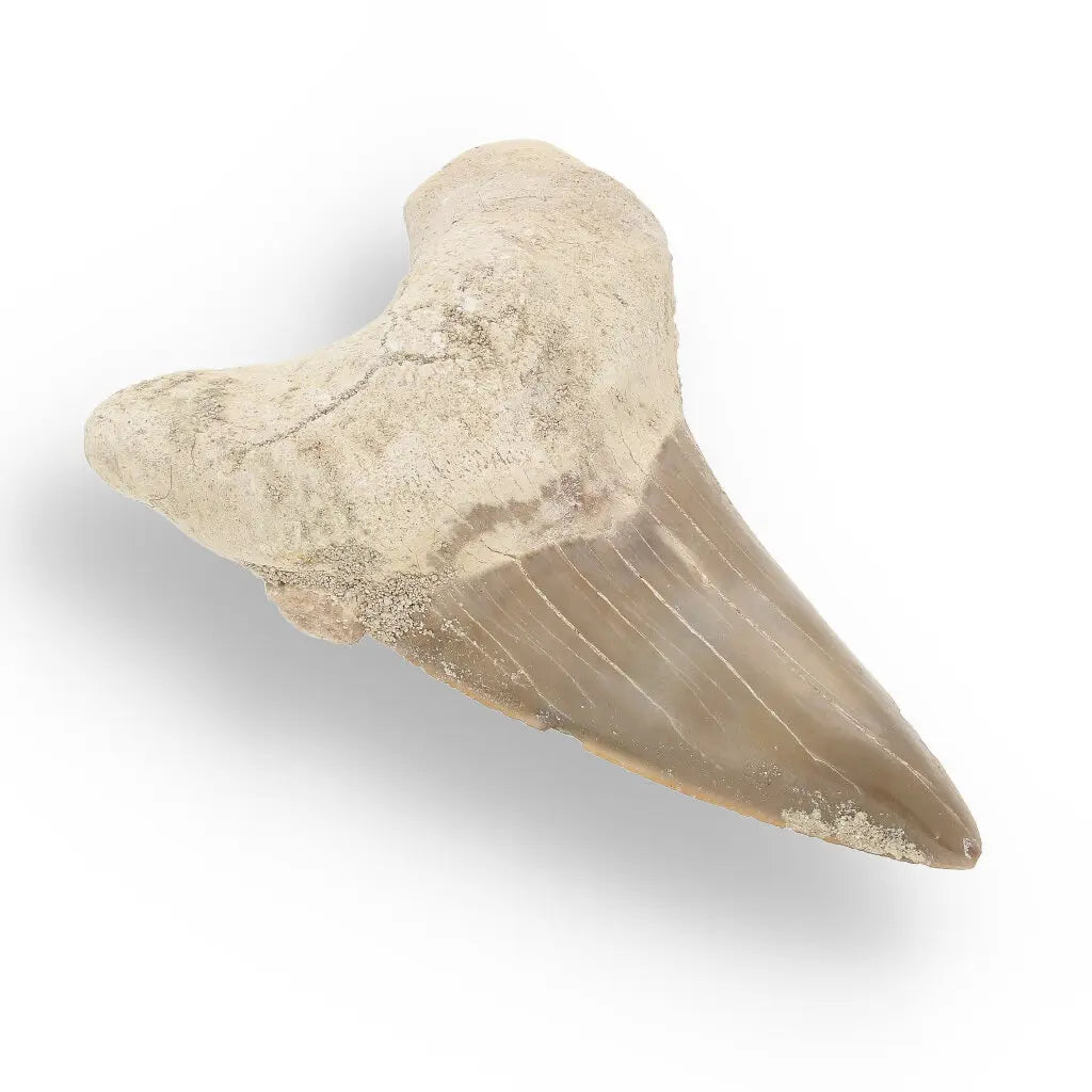 Get your Otodus Obliquus Shark - Ancient Ocean Apex Predator Tooth from Morocco online now or in store at Forever Gems in Franschhoek, South Africa