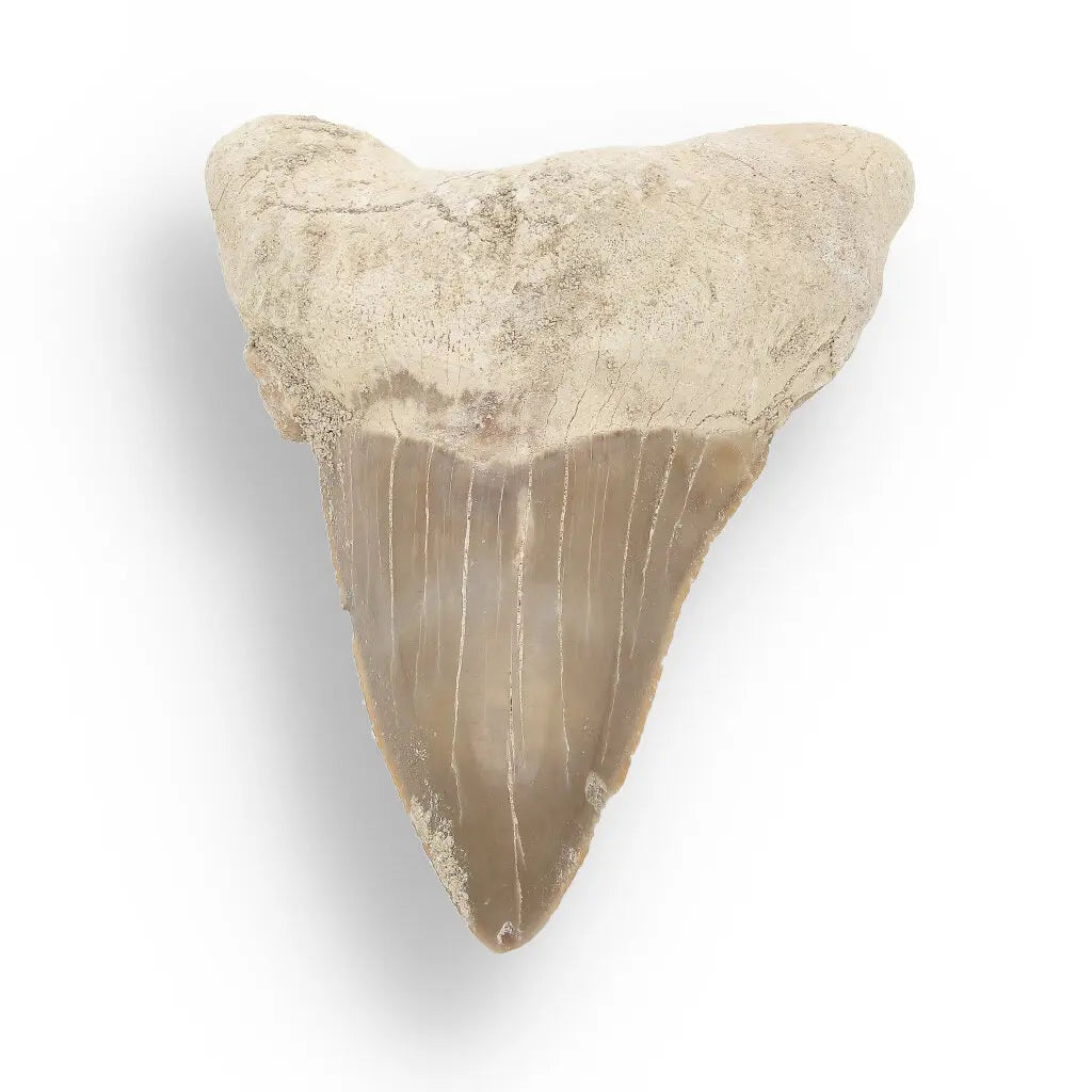Get your Otodus Obliquus Shark - Ancient Ocean Apex Predator Tooth from Morocco online now or in store at Forever Gems in Franschhoek, South Africa