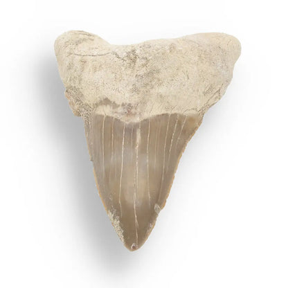 Get your Otodus Obliquus Shark - Ancient Ocean Apex Predator Tooth from Morocco online now or in store at Forever Gems in Franschhoek, South Africa