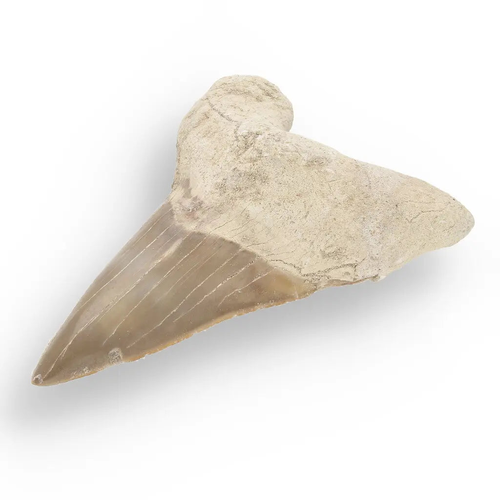Get your Otodus Obliquus Shark - Ancient Ocean Apex Predator Tooth from Morocco online now or in store at Forever Gems in Franschhoek, South Africa