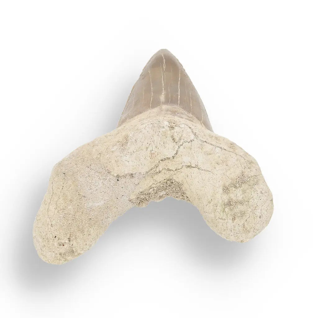 Get your Otodus Obliquus Shark - Ancient Ocean Apex Predator Tooth from Morocco online now or in store at Forever Gems in Franschhoek, South Africa