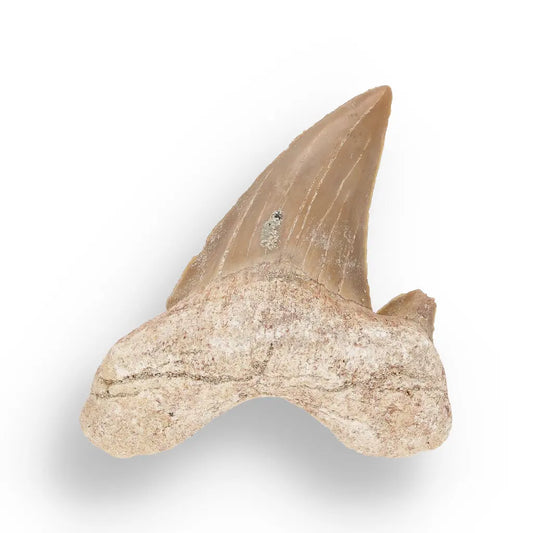 Get your Otodus Obliquus - Prehistoric Mega Shark Tooth with Serrated Edges online now or in store at Forever Gems in Franschhoek, South Africa