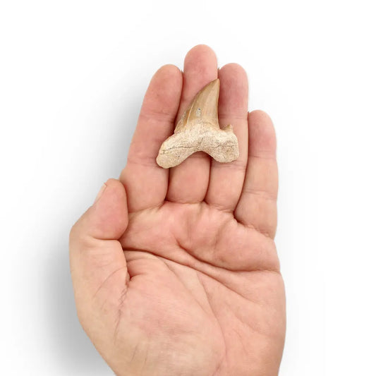 Get your Otodus Obliquus - Prehistoric Mega Shark Tooth with Serrated Edges online now or in store at Forever Gems in Franschhoek, South Africa