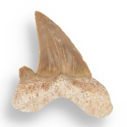 Get your Otodus Obliquus - Prehistoric Mega Shark Tooth with Serrated Edges online now or in store at Forever Gems in Franschhoek, South Africa