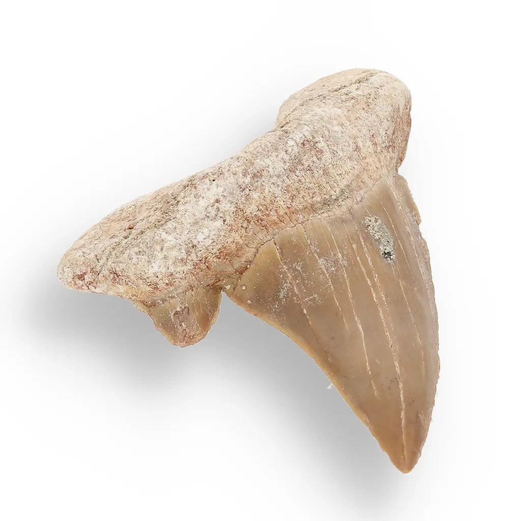 Get your Otodus Obliquus - Prehistoric Mega Shark Tooth with Serrated Edges online now or in store at Forever Gems in Franschhoek, South Africa