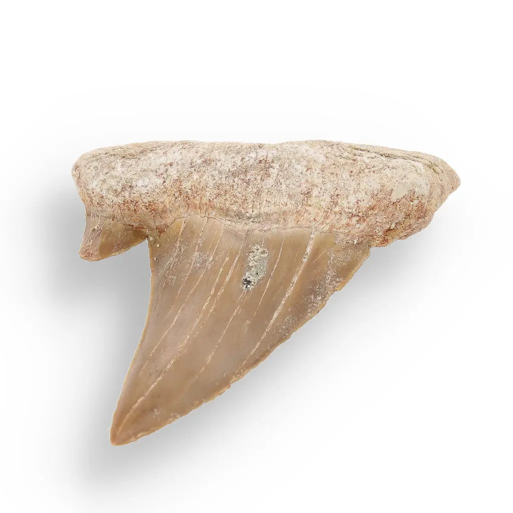 Get your Otodus Obliquus - Prehistoric Mega Shark Tooth with Serrated Edges online now or in store at Forever Gems in Franschhoek, South Africa
