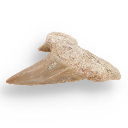 Get your Otodus Obliquus - Prehistoric Mega Shark Tooth with Serrated Edges online now or in store at Forever Gems in Franschhoek, South Africa