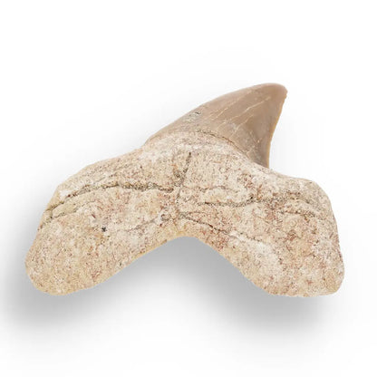 Get your Otodus Obliquus - Prehistoric Mega Shark Tooth with Serrated Edges online now or in store at Forever Gems in Franschhoek, South Africa