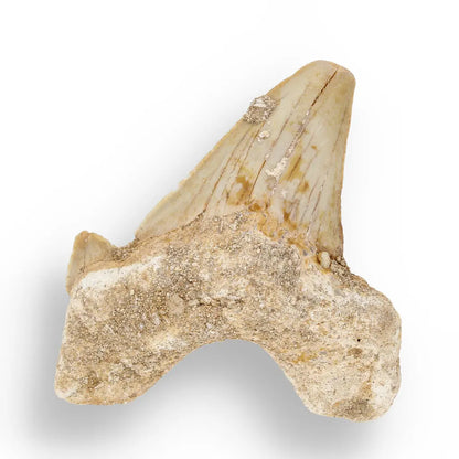 Get your Otodus Obliquus Shark - Colossal Predator Fossil from Ancient Moroccan Seas online now or in store at Forever Gems in Franschhoek, South Africa