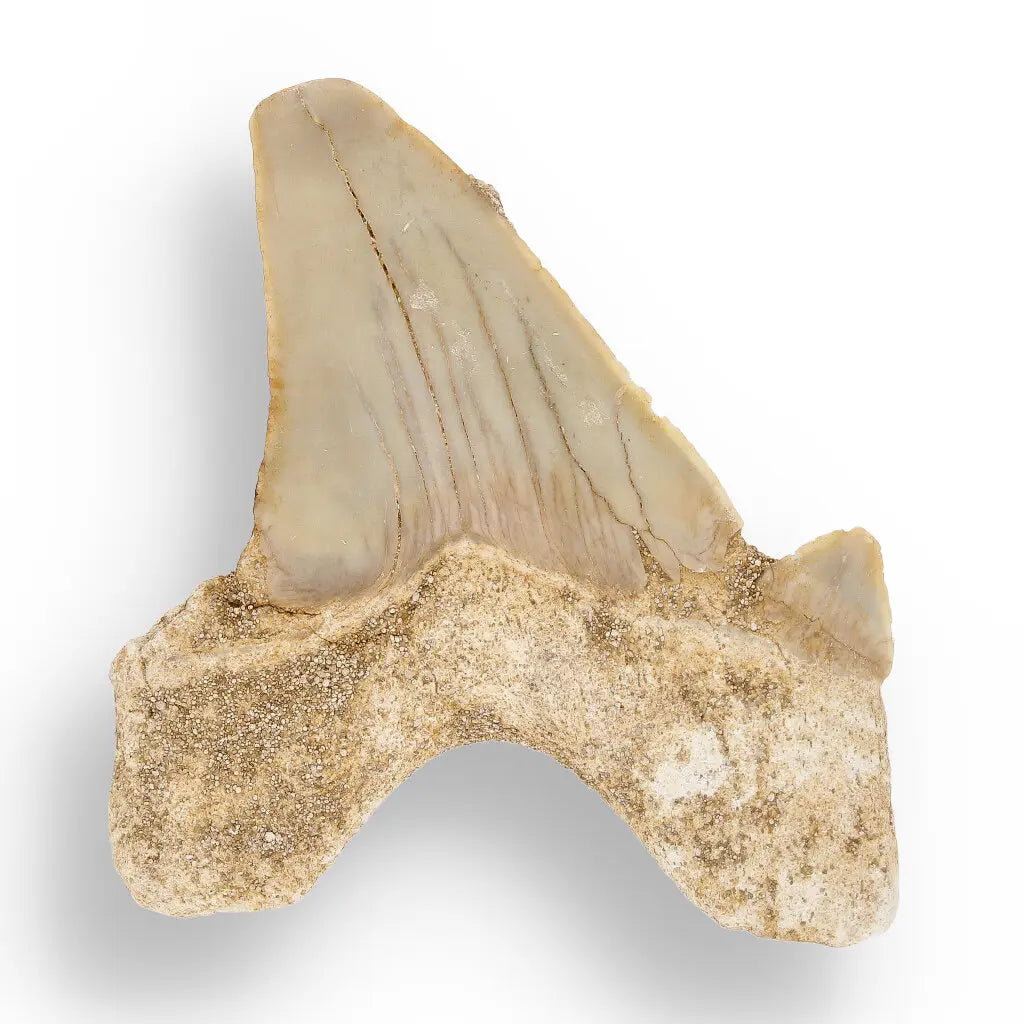 Get your Otodus Obliquus Shark - Colossal Predator Fossil from Ancient Moroccan Seas online now or in store at Forever Gems in Franschhoek, South Africa