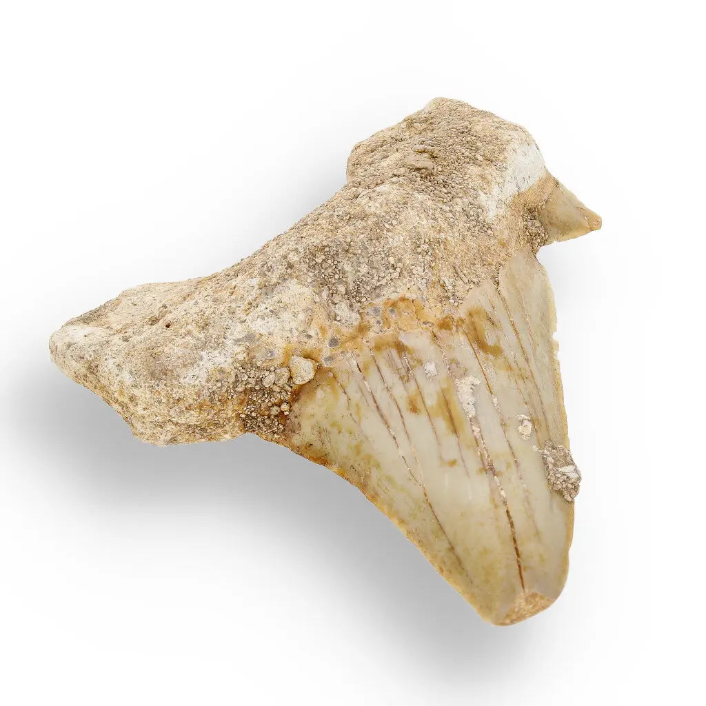 Get your Otodus Obliquus Shark - Colossal Predator Fossil from Ancient Moroccan Seas online now or in store at Forever Gems in Franschhoek, South Africa