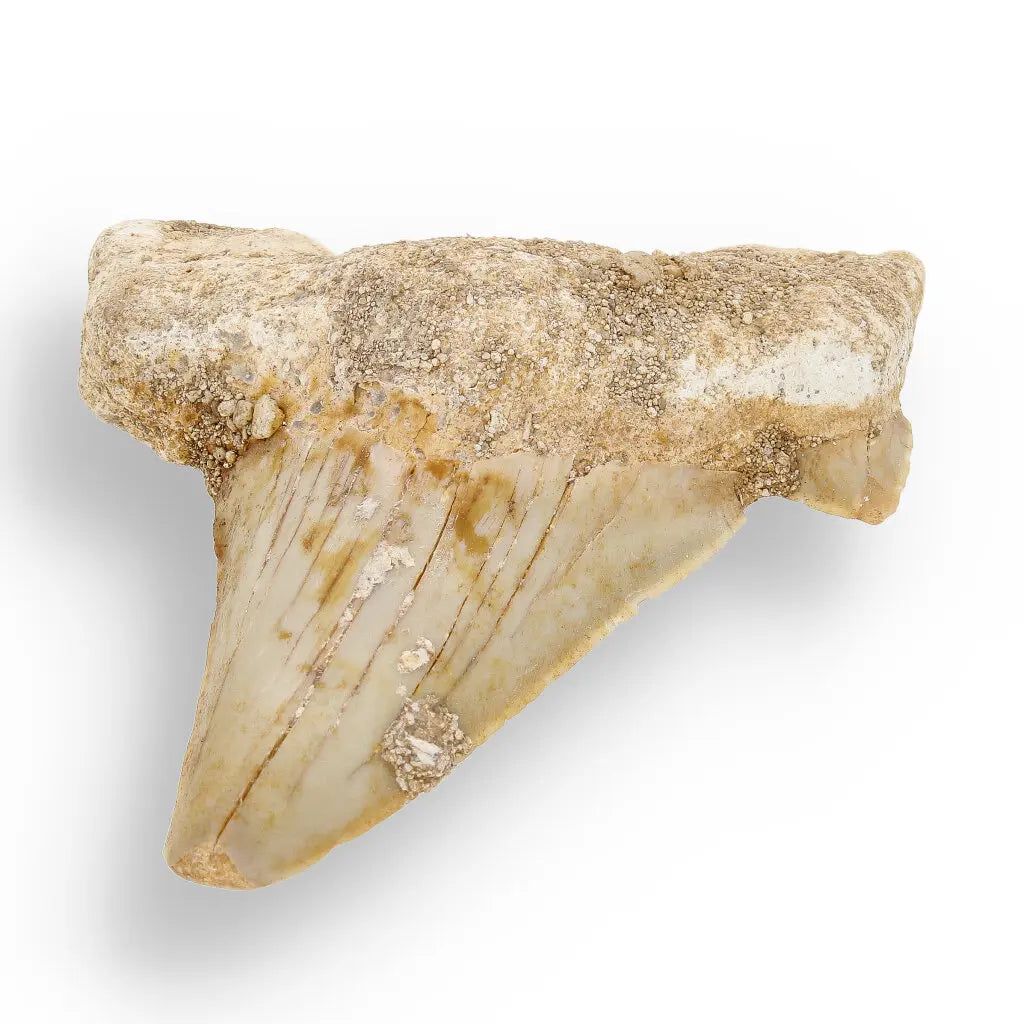 Get your Otodus Obliquus Shark - Colossal Predator Fossil from Ancient Moroccan Seas online now or in store at Forever Gems in Franschhoek, South Africa