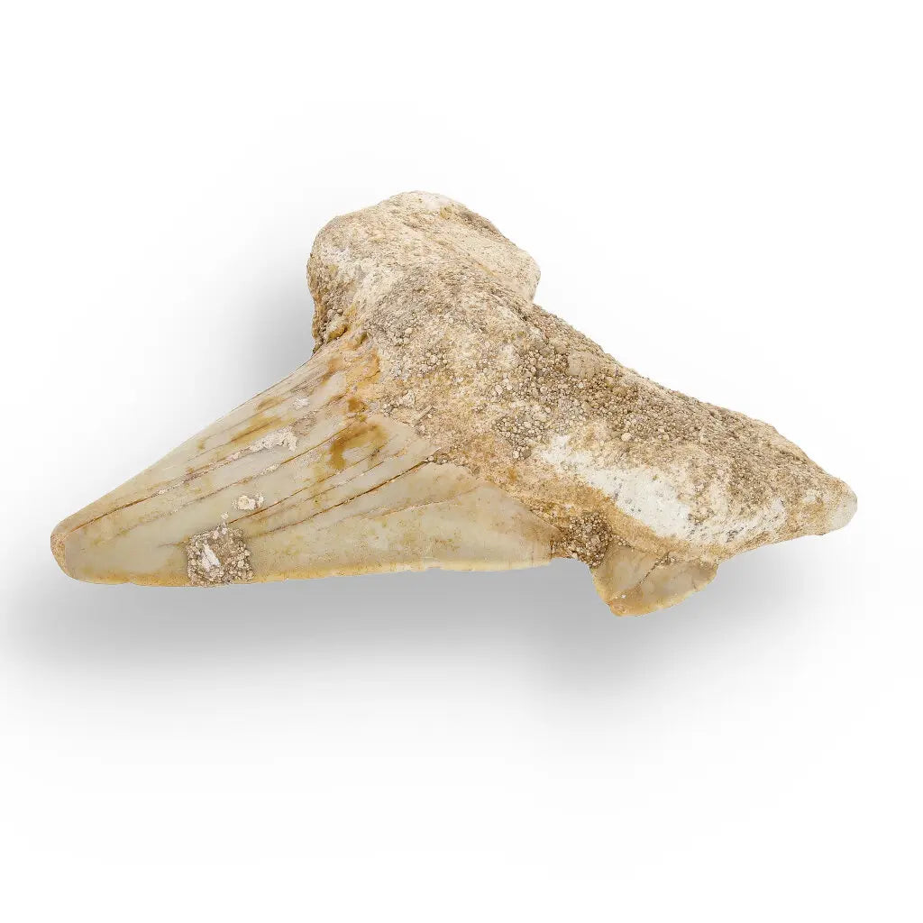 Get your Otodus Obliquus Shark - Colossal Predator Fossil from Ancient Moroccan Seas online now or in store at Forever Gems in Franschhoek, South Africa
