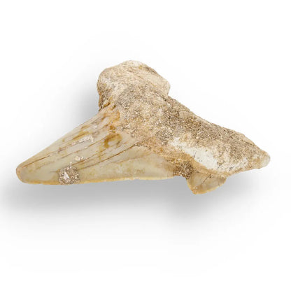 Get your Otodus Obliquus Shark - Colossal Predator Fossil from Ancient Moroccan Seas online now or in store at Forever Gems in Franschhoek, South Africa