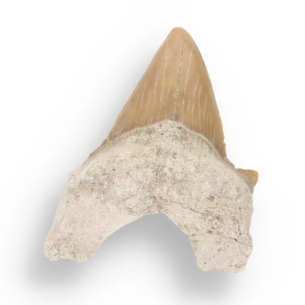 Get your Otodus Obliquus - Giant Prehistoric Shark Tooth for Fossil Collectors online now or in store at Forever Gems in Franschhoek, South Africa