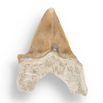 Get your Otodus Obliquus - Giant Prehistoric Shark Tooth for Fossil Collectors online now or in store at Forever Gems in Franschhoek, South Africa