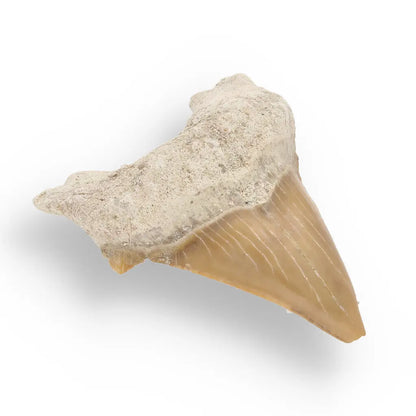 Get your Otodus Obliquus - Giant Prehistoric Shark Tooth for Fossil Collectors online now or in store at Forever Gems in Franschhoek, South Africa
