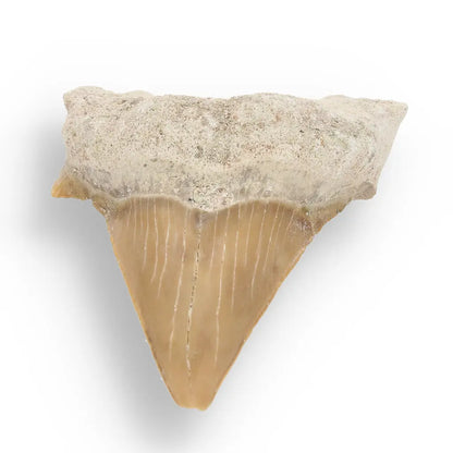 Get your Otodus Obliquus - Giant Prehistoric Shark Tooth for Fossil Collectors online now or in store at Forever Gems in Franschhoek, South Africa