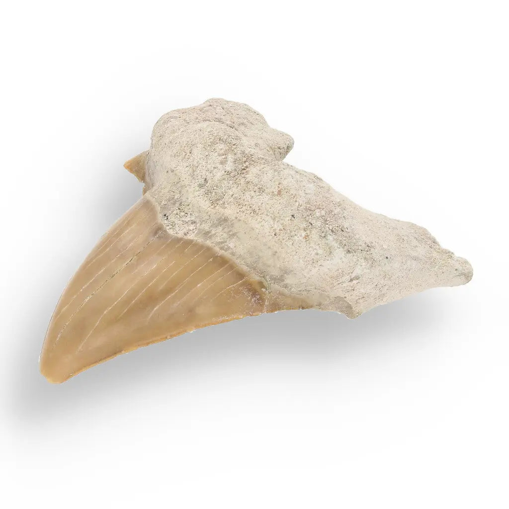 Get your Otodus Obliquus - Giant Prehistoric Shark Tooth for Fossil Collectors online now or in store at Forever Gems in Franschhoek, South Africa