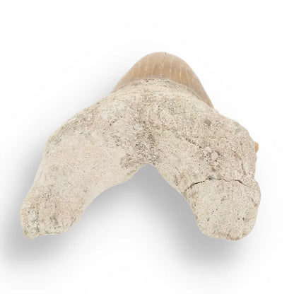 Get your Otodus Obliquus - Giant Prehistoric Shark Tooth for Fossil Collectors online now or in store at Forever Gems in Franschhoek, South Africa