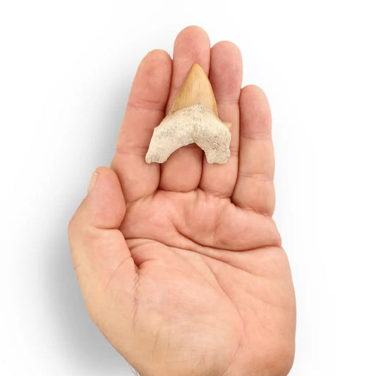 Get your Otodus Obliquus - Giant Prehistoric Shark Tooth for Fossil Collectors online now or in store at Forever Gems in Franschhoek, South Africa
