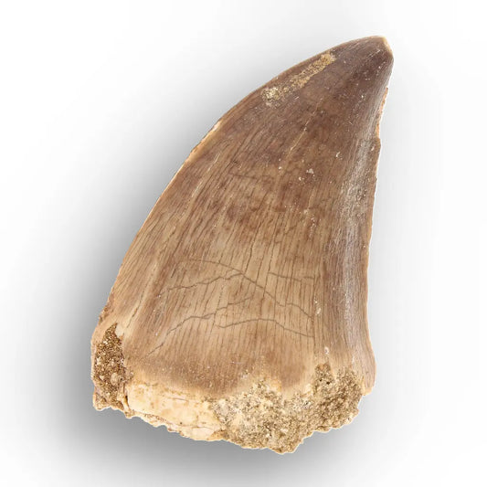 Mosasaur Tooth Fossil – Authentic Late Cretaceous Specimen