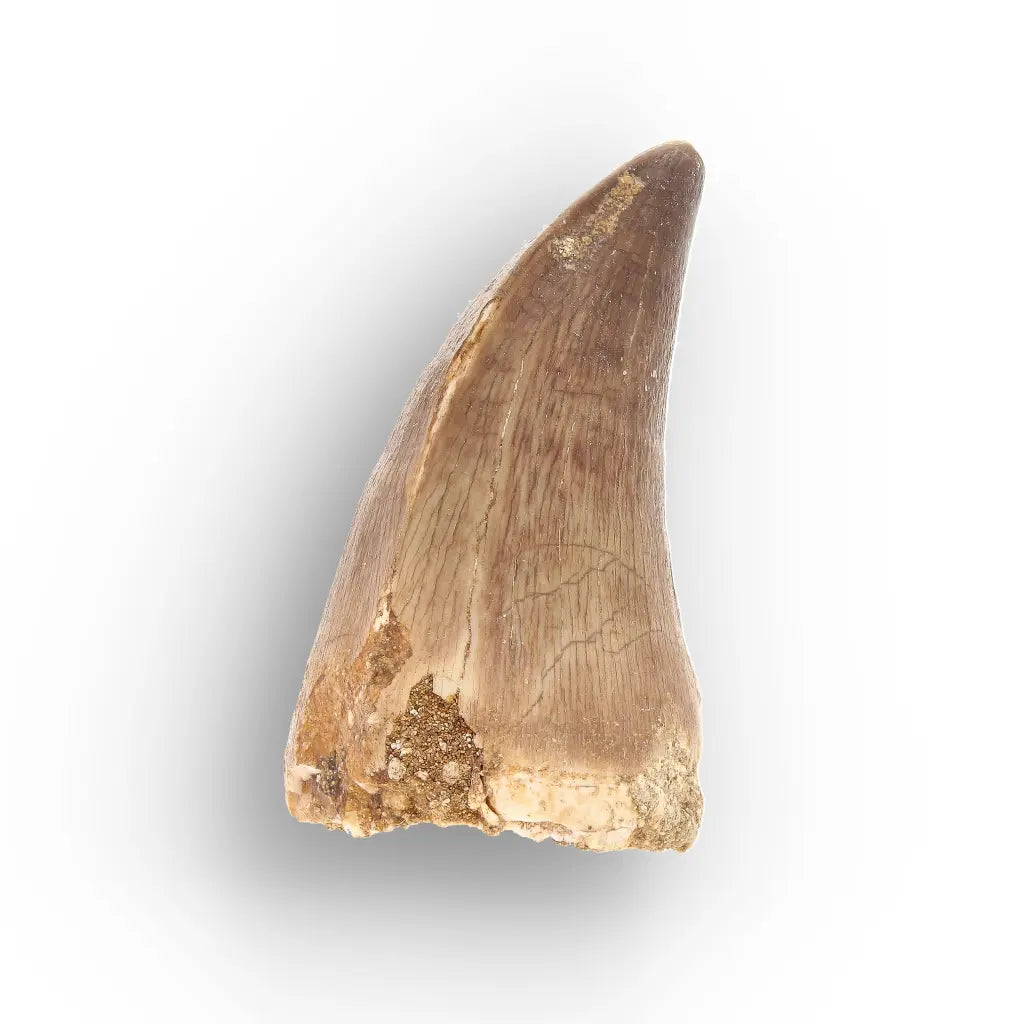 Mosasaur Tooth Fossil – Authentic Late Cretaceous Specimen
