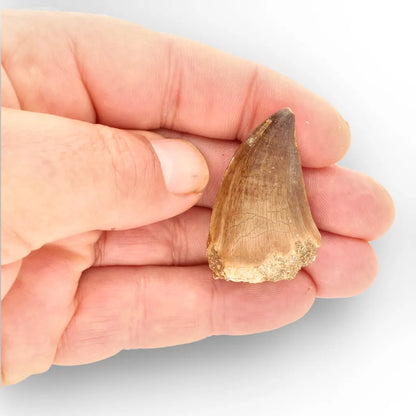Mosasaur Tooth Fossil – Authentic Late Cretaceous Specimen