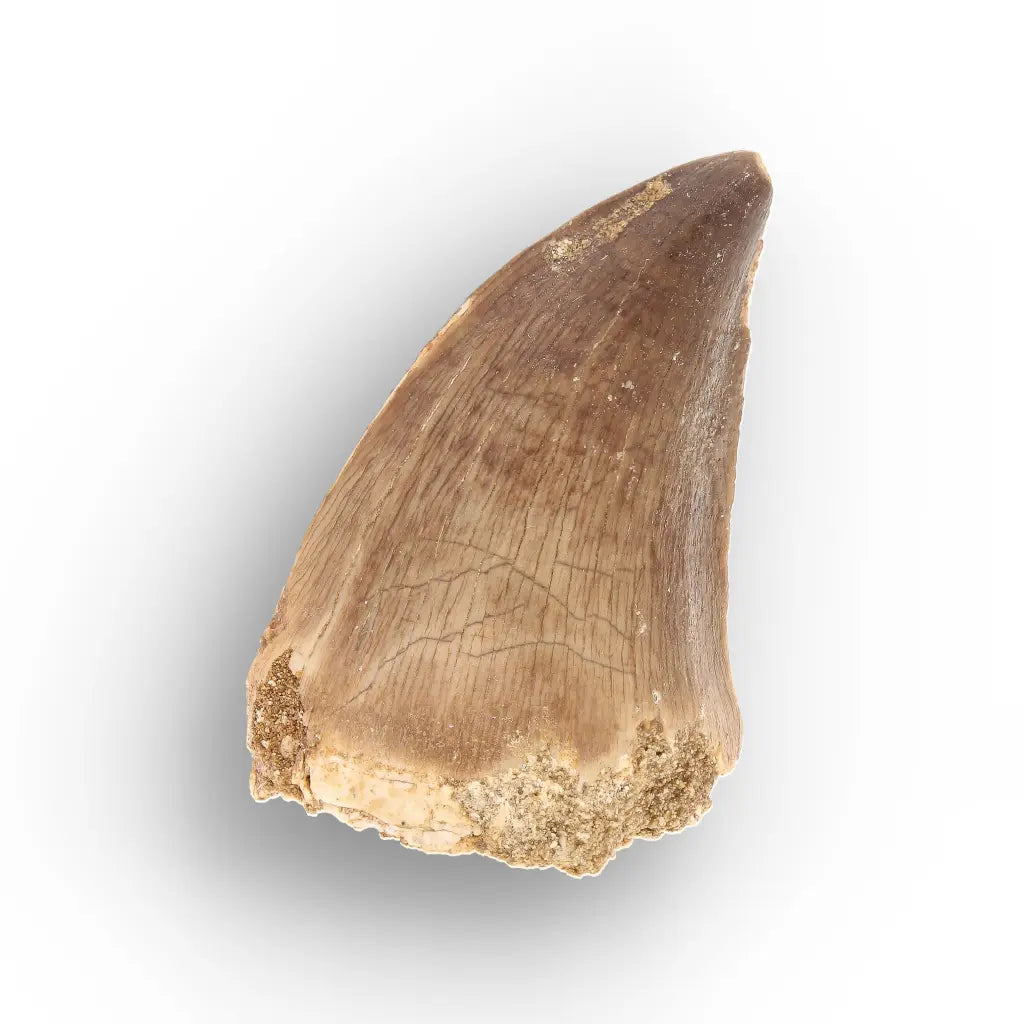 Mosasaur Tooth Fossil – Authentic Late Cretaceous Specimen