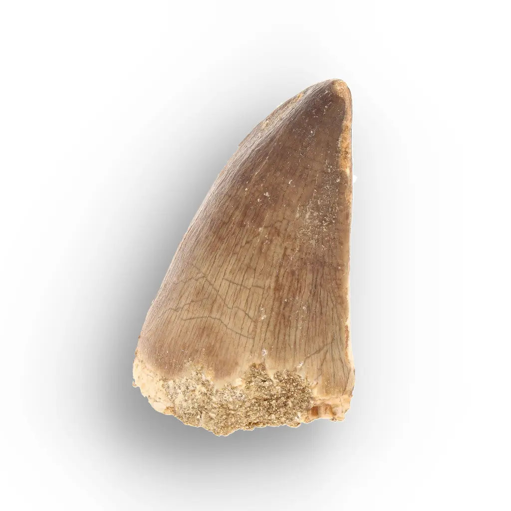 Mosasaur Tooth Fossil – Authentic Late Cretaceous Specimen