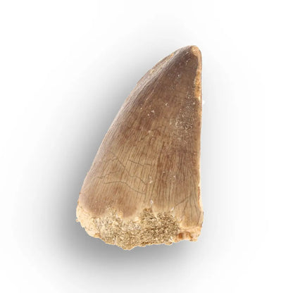 Mosasaur Tooth Fossil – Authentic Late Cretaceous Specimen