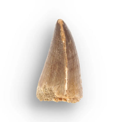 Mosasaur Tooth Fossil – Authentic Late Cretaceous Specimen