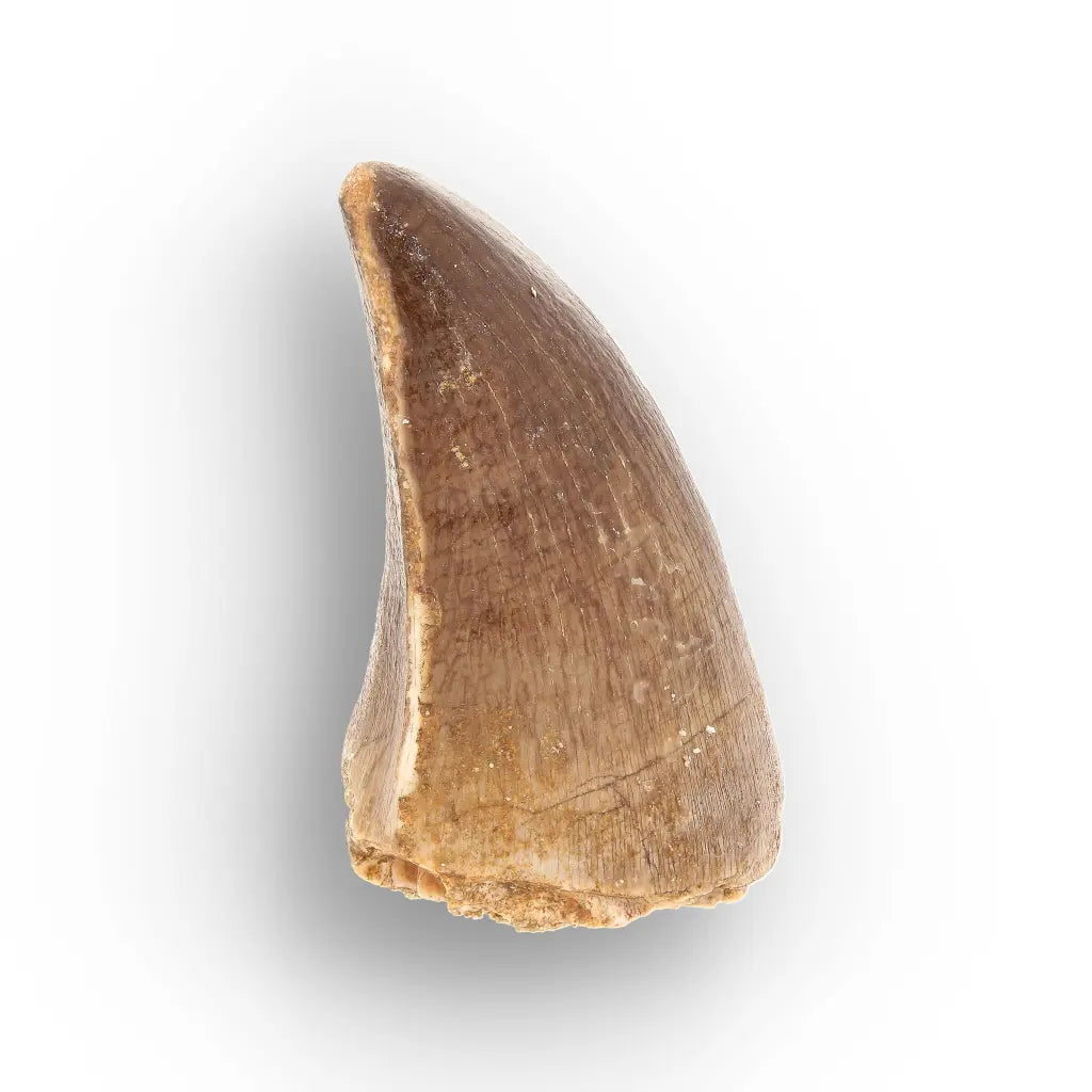 Mosasaur Tooth Fossil – Authentic Late Cretaceous Specimen