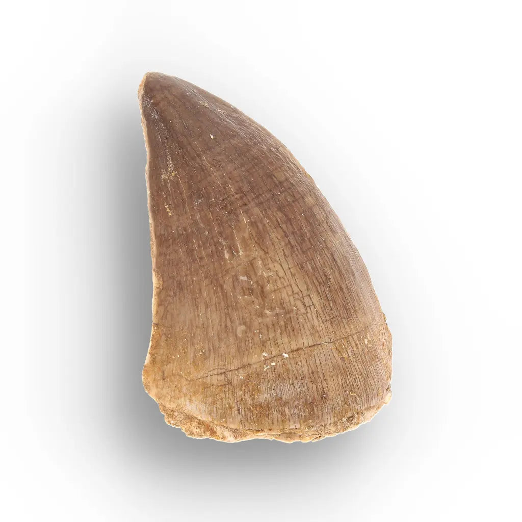 Mosasaur Tooth Fossil – Authentic Late Cretaceous Specimen