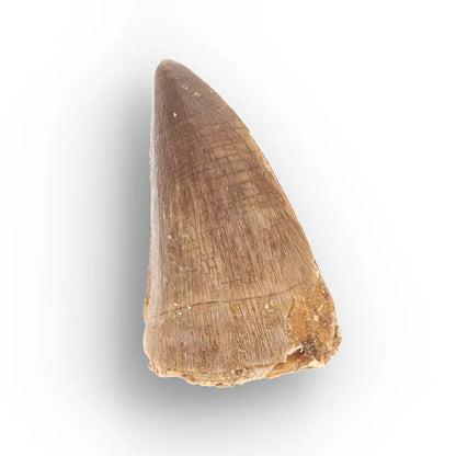 Mosasaur Tooth Fossil – Authentic Late Cretaceous Specimen