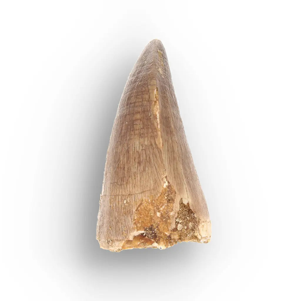 Mosasaur Tooth Fossil – Authentic Late Cretaceous Specimen