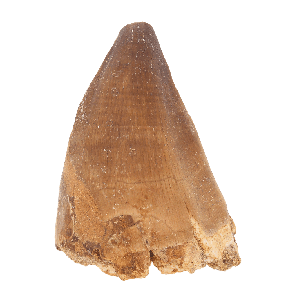 Get your Display Mosasaur Tooth Fossil – Prognathodon Morocco (Repaired) online now or in store at Forever Gems in Franschhoek, South Africa